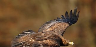 Беркут Беркут фото