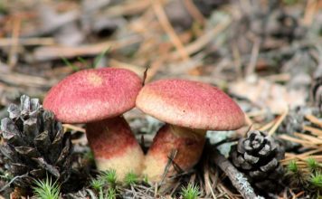 Болетин болотный