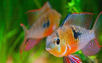 Апистограмма боливийская бабочка