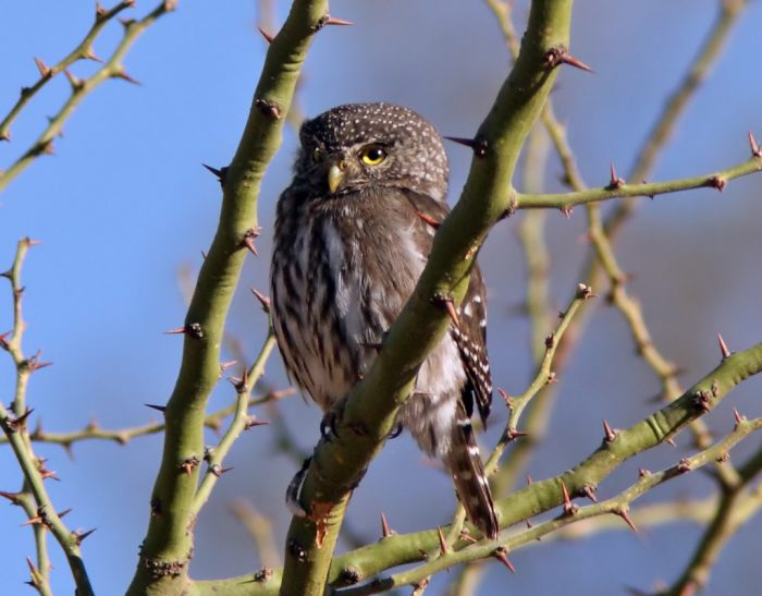 Боливийский сычик (Glaucidium bolivianum) фото