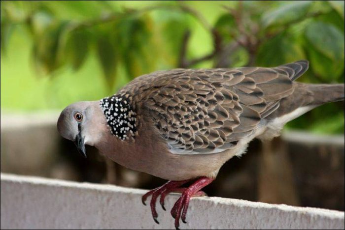 Большая горлица (Streptopelia orientalis) фото