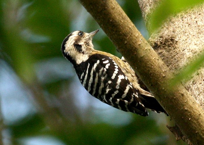 Большой острокрылый дятел (Dendrocopos canicapillus) фото