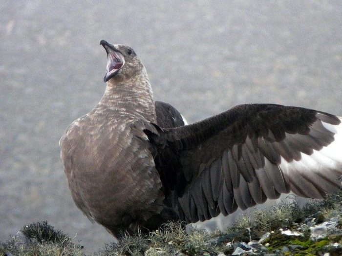 Большой поморник (Catharacta skua) фото