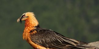 Бородач Бородач фото