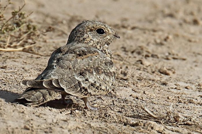 Буланый козодой (Caprimulgus aegyptius) фото