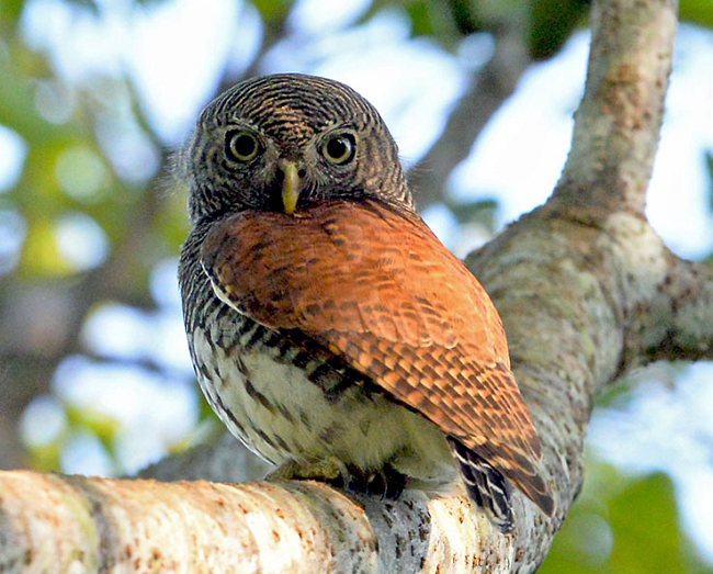 Буроспинный сычик (Glaucidium castanotum) фото