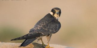 Чеглок Чеглок