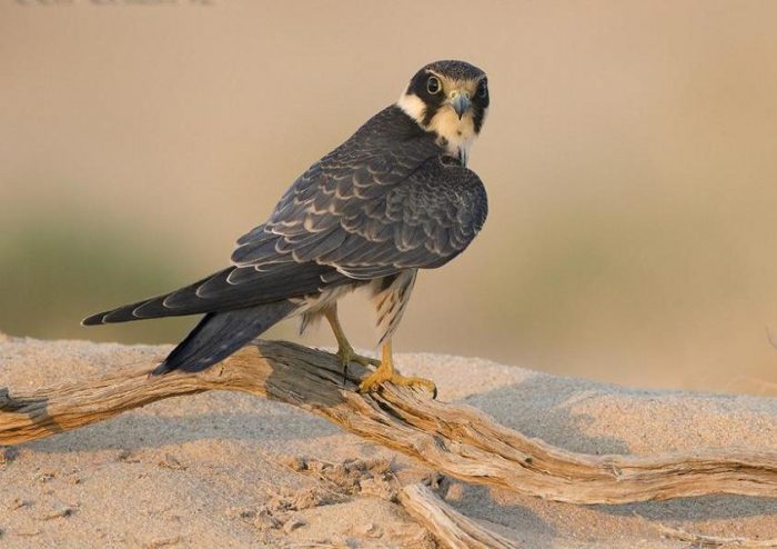 Чеглок Чеглок