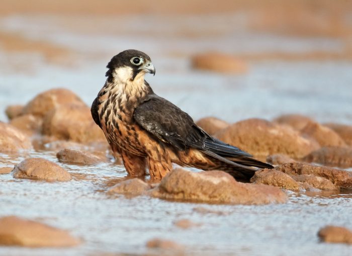 Чеглок Элеоноры или алет, или сокол Элеоноры (Falco eleonorae) фото