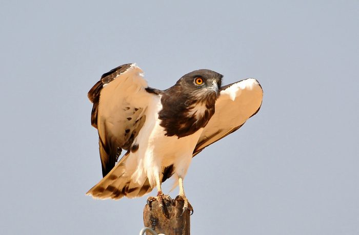 Черногрудый змееяд (Circaetus pectoralis) фото