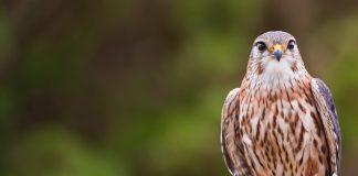 Дербник Дербник