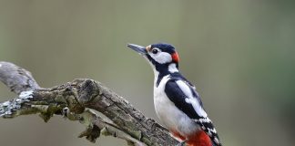 Дятел Дятел фото