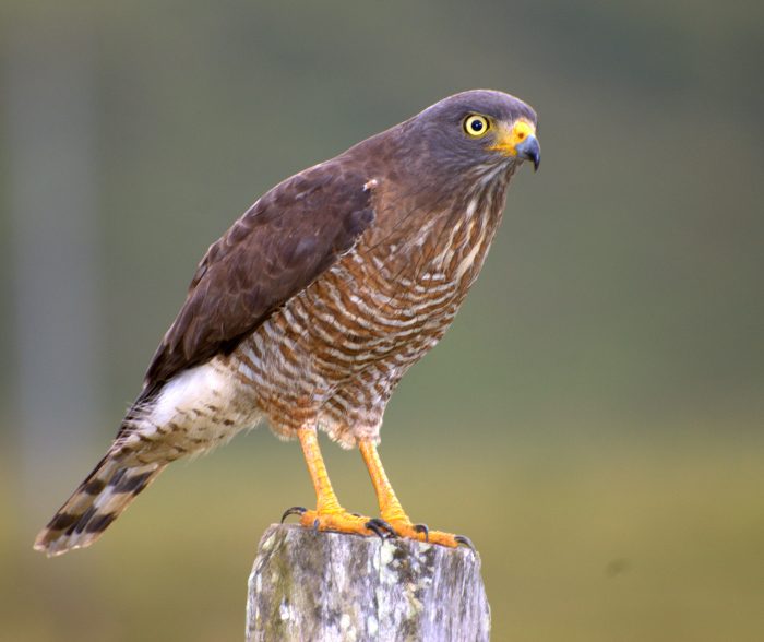 Дорожный канюк (Buteo magnirostris) фото