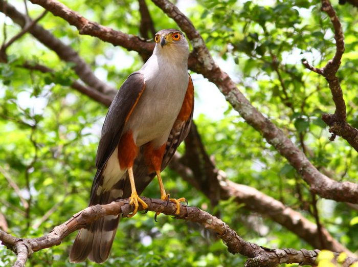 Двуцветный ястреб (Accipiter bicolor) фото