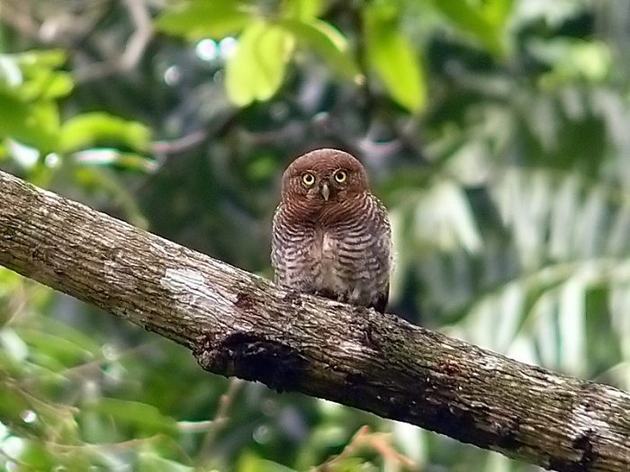 Джунглевый воробьиный сыч (Glaucidium radiatum) фото