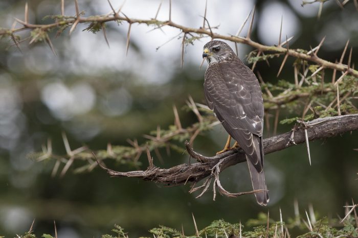 Европейский тювик (Accipiter brevipes) фото