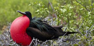 Фрегат Фрегат фото