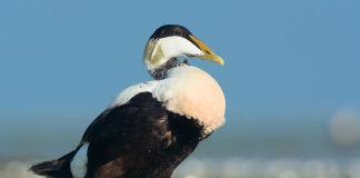 Обыкновенная гага Гага обыкновенная