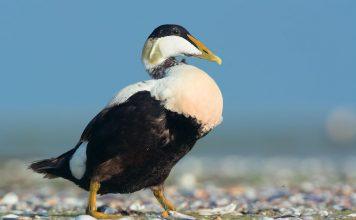 Обыкновенная гага