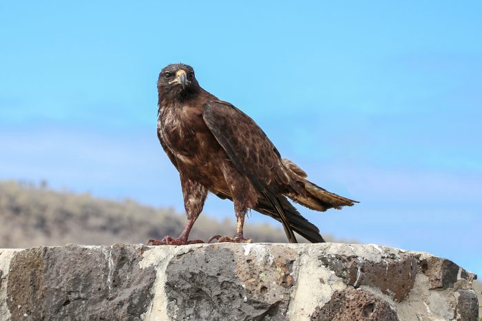 Галапагосский канюк (Buteo galapagoensis) фото