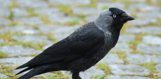 Галка Галка фото