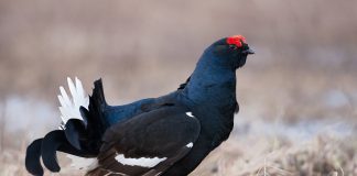 Тетерев Тетерев фото