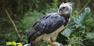 Гарпия Гарпия фото