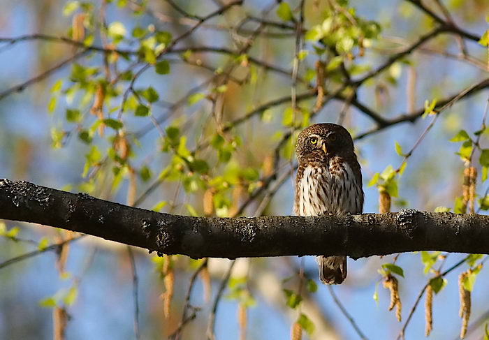 Воробьиный сыч (Glaucidium passerinum) фото