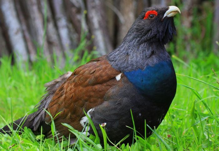 Птица каменный глухарь (Tetrao urogalloides): описание, виды, фото, голос