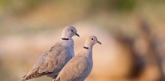 Горлица Горлица фото