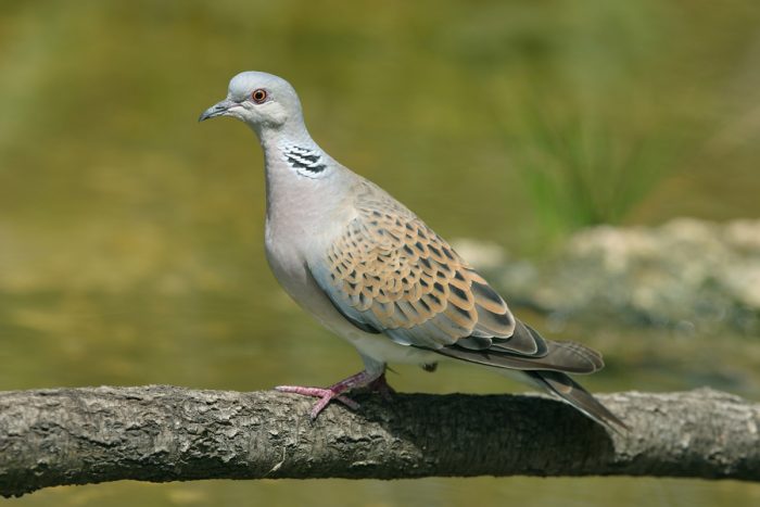 Обыкновенная горлица (Streptopelia turtur) фото