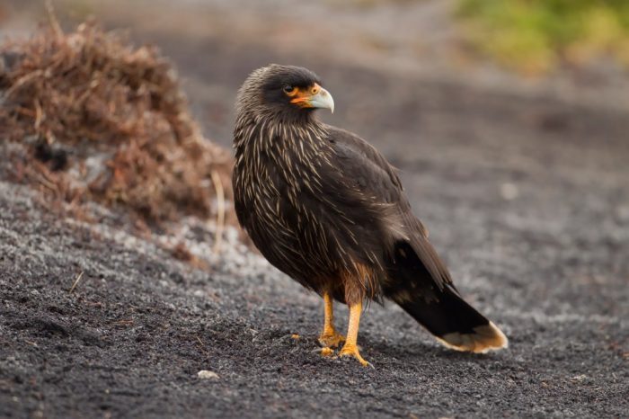 Горная южная каракара (Phalcoboenus australis) фото