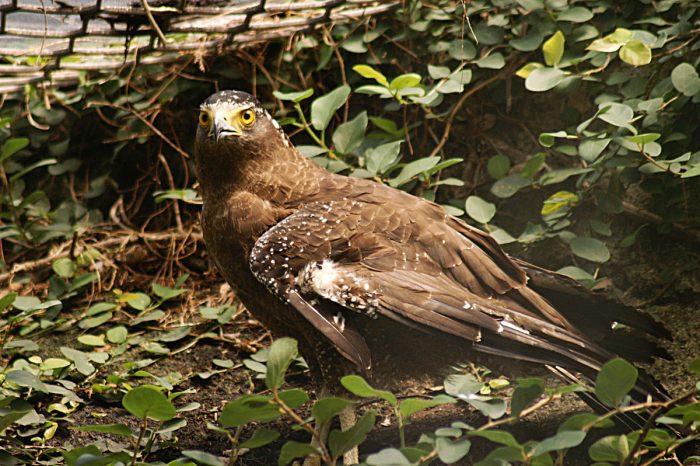 Горный хохлатый змееяд (Spilornis kinabaluensis) фото