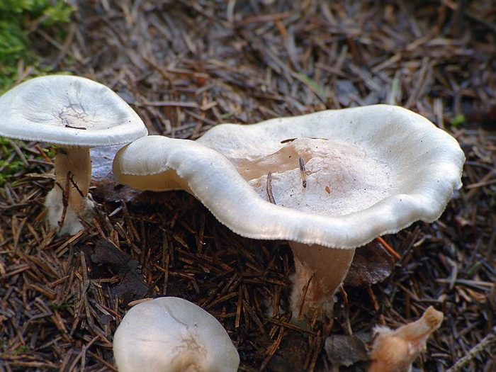 Говорушка снежная, или припудренная (Clitocybe pruinsa) фото