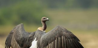 Гриф Гриф фото