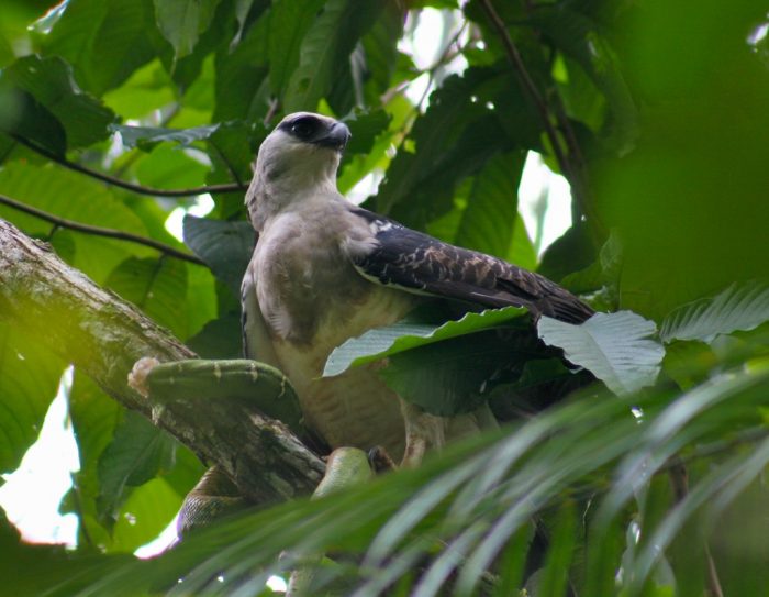 Гвианская гарпия (Morphnus guianensis) фото