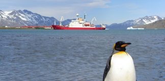 Императорский пингвин Императорский пингвин фото