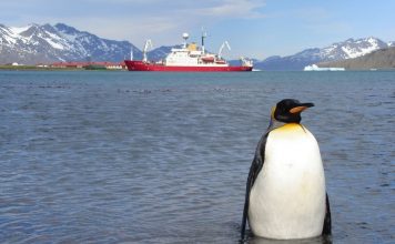 Императорский пингвин