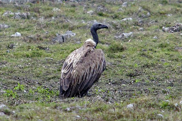 Индийский гриф (Gyps tenuirostris) фото