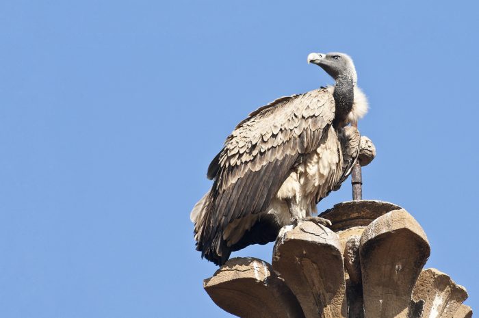 Индийский сип (Gyps indicus) фото