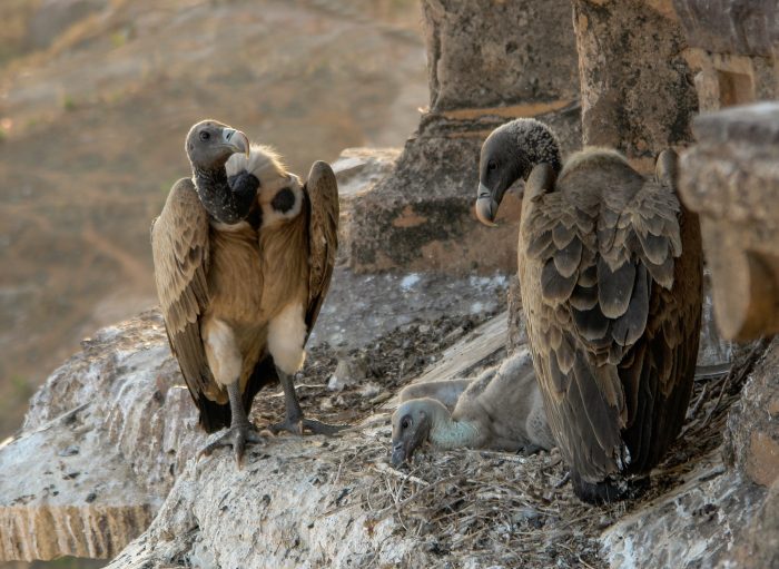 Индийский сип (Gyps indicus) фото