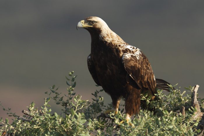 Испанский могильник (Aquila adalberti) фото