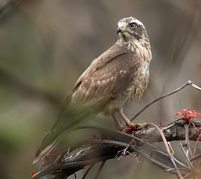 Ястребиный канюк (Butastur indicus) фото