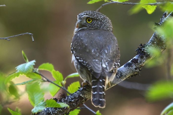 Калифорнийский воробьиный сыч-гном (Glaucidium californicum) фото