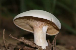 Калоцибе майский