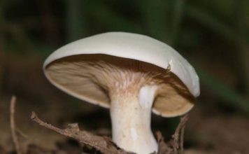 Калоцибе майский