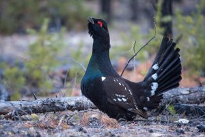 Каменный глухарь