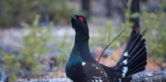 Каменный глухарь