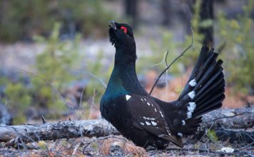 Каменный глухарь