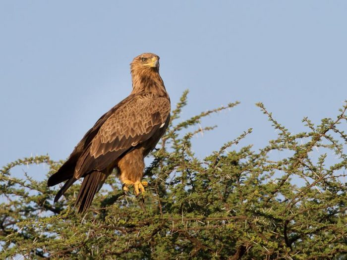 Каменный орёл (Aquila rapax) фото